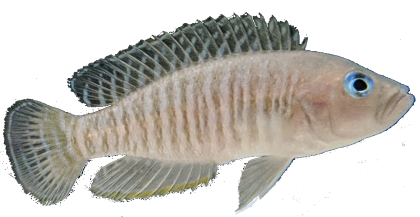 Neolamprologus Multifasciatus