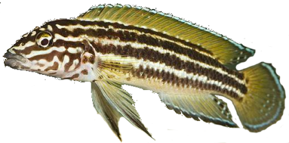 Julidochromis Regani