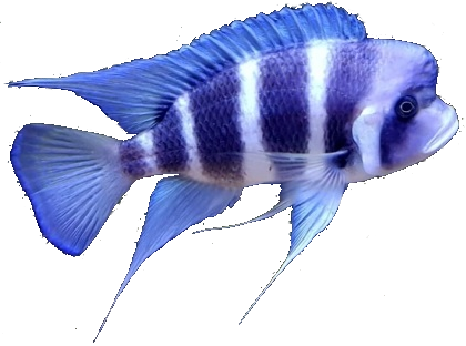 Cyphotilapia Gibberosa