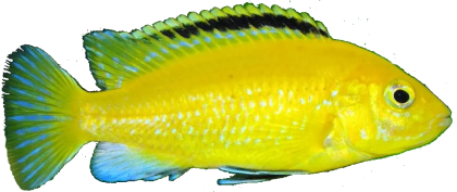 Labidochromis Caeruleus