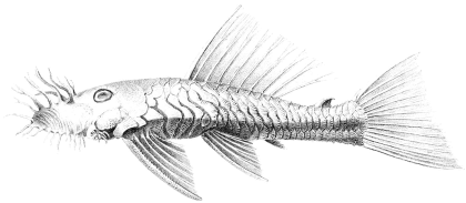 Ancistrus Dolichopterus