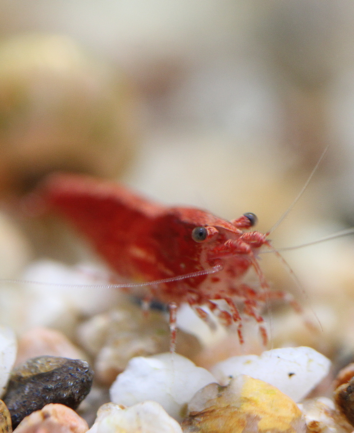 Neocaridina Davidi