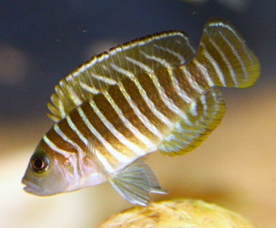 Neolamprologus similis