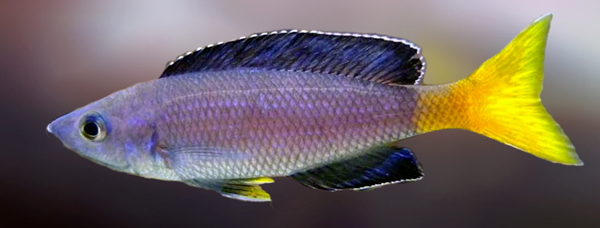 Cyprichromis leptosoma